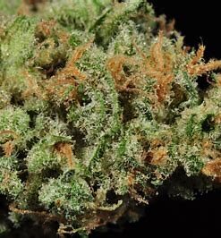 Blue Dream