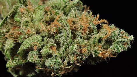 Blue-Dream Blue Dream