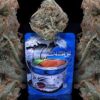 Blue Zushi Strain | The Ten Co