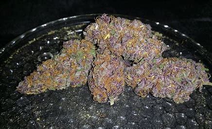 Blueberry-Weed-Strain Blueberry Weed Strain