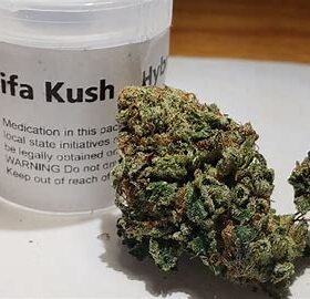 Khalifa kush