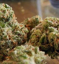 Strawberry Cough weed