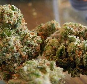 Strawberry Cough weed